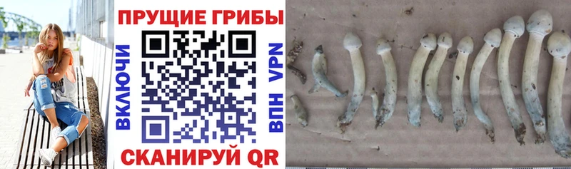 закладка Находка Псилоцибиновые грибы Magic Shrooms