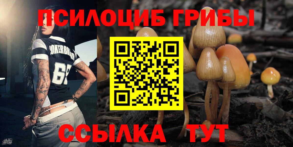 Галлюциногенные грибы Psilocybe Находка